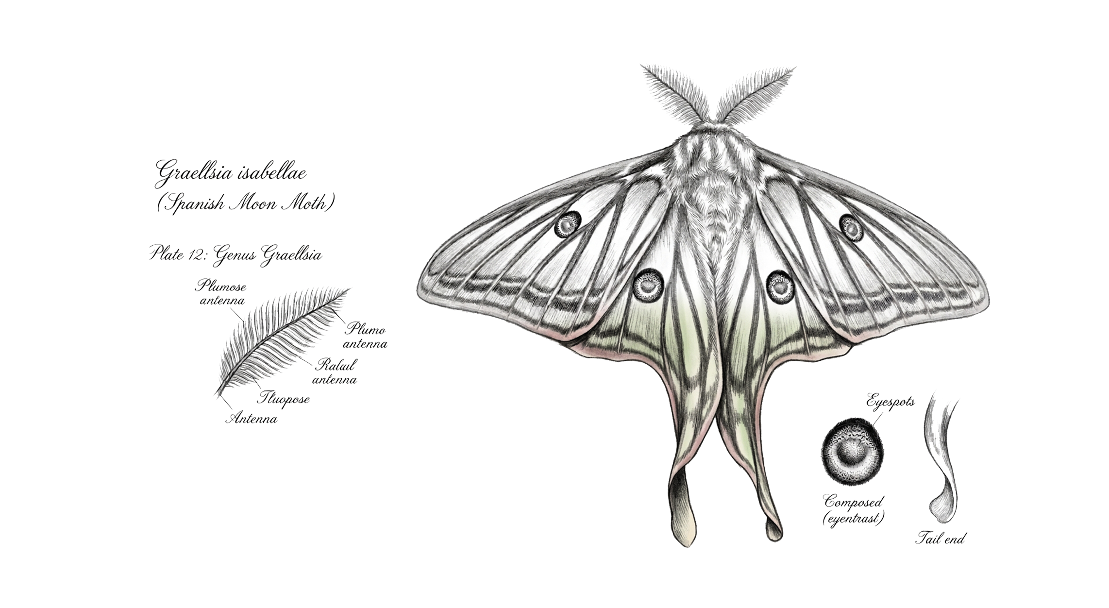 Graellsia isabellae - Mariposa Isabelina
